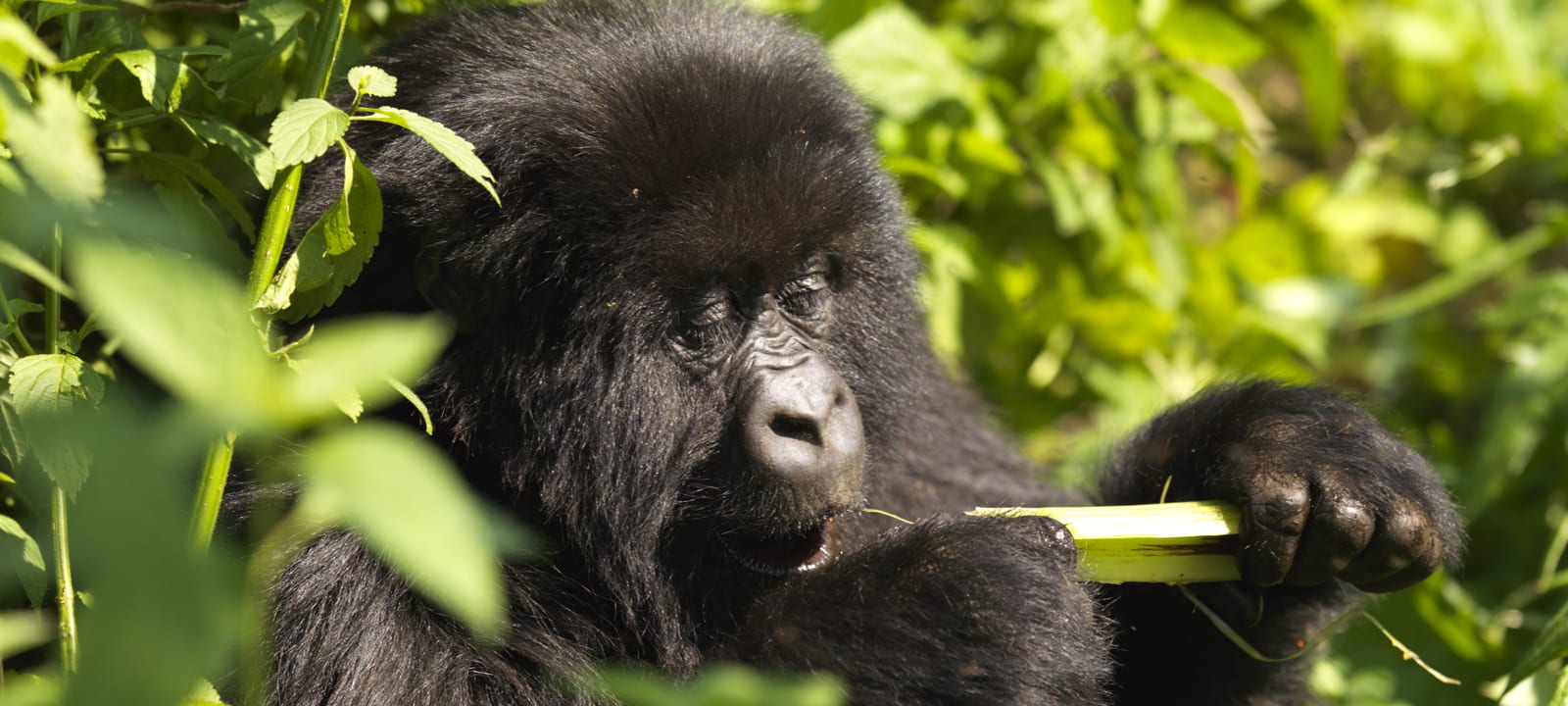 Low season Discount on Rwanda's Gorilla