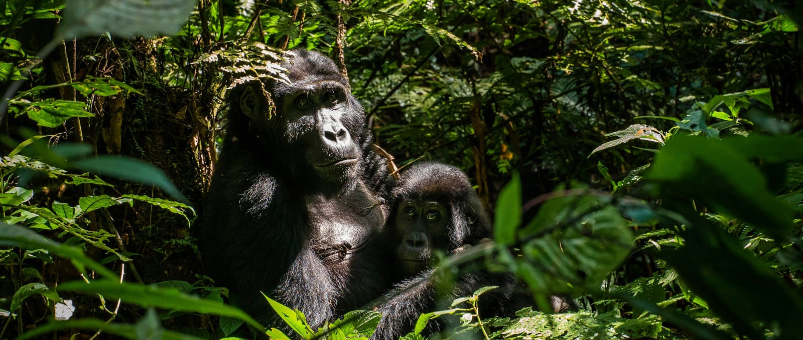 Different Types of Gorillas