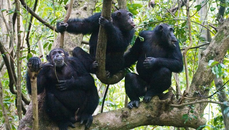 Visiting Nyungwe National Park