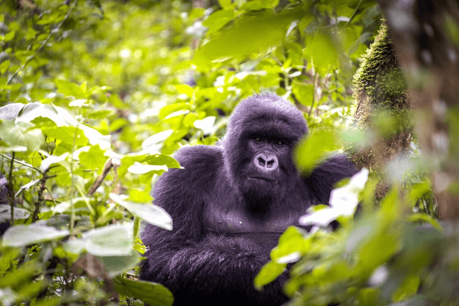 Day trips in Rwanda