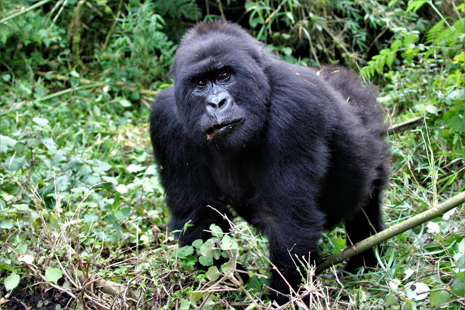 8 days Rwanda gorilla safari