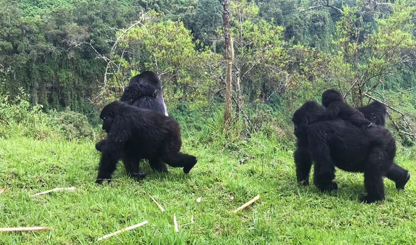 3 Days Rwanda Gorillas Safari Adventure