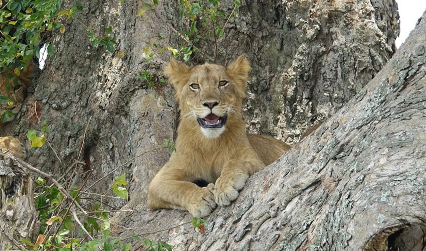 Ishasha Tree Climbing Lions in Queen Elizabeth National Park