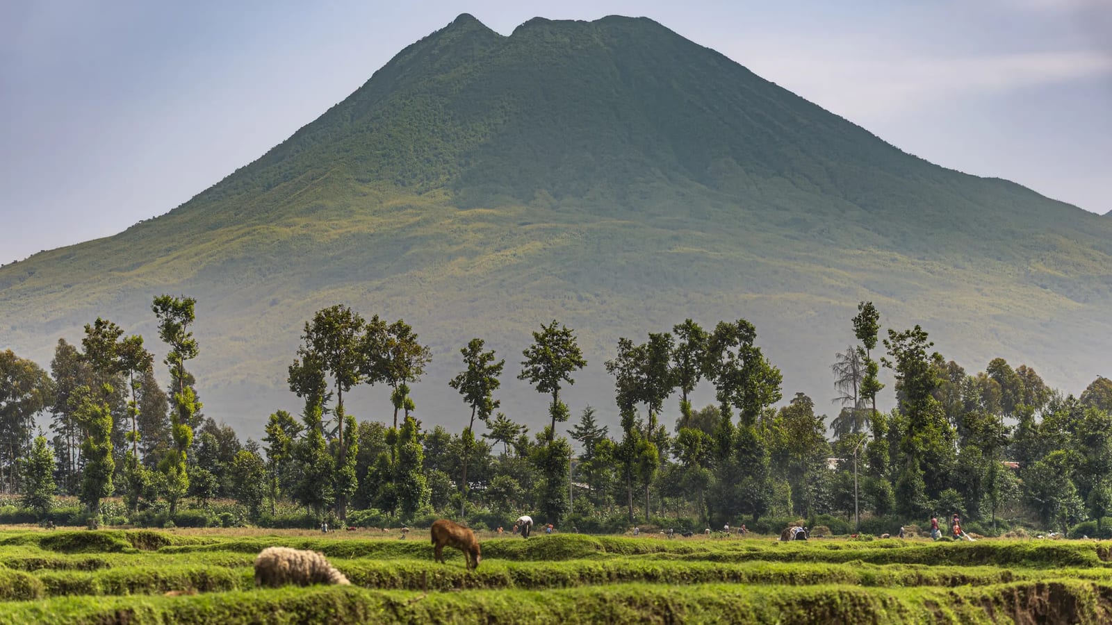 Volcanoes National Park, Rwanda