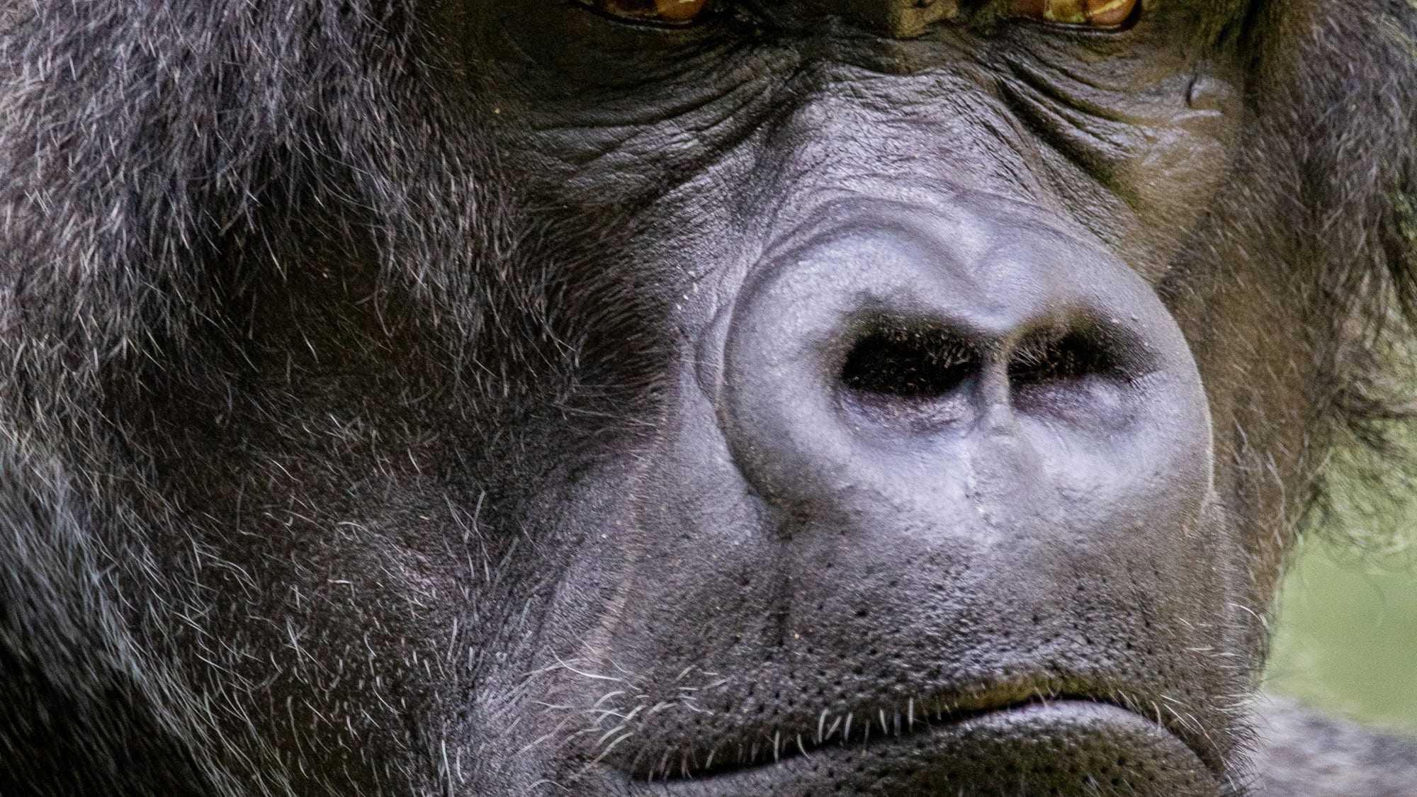 Luxury vs Budget Gorilla Safari: What Changes, What Doesn't, and Which to Choose