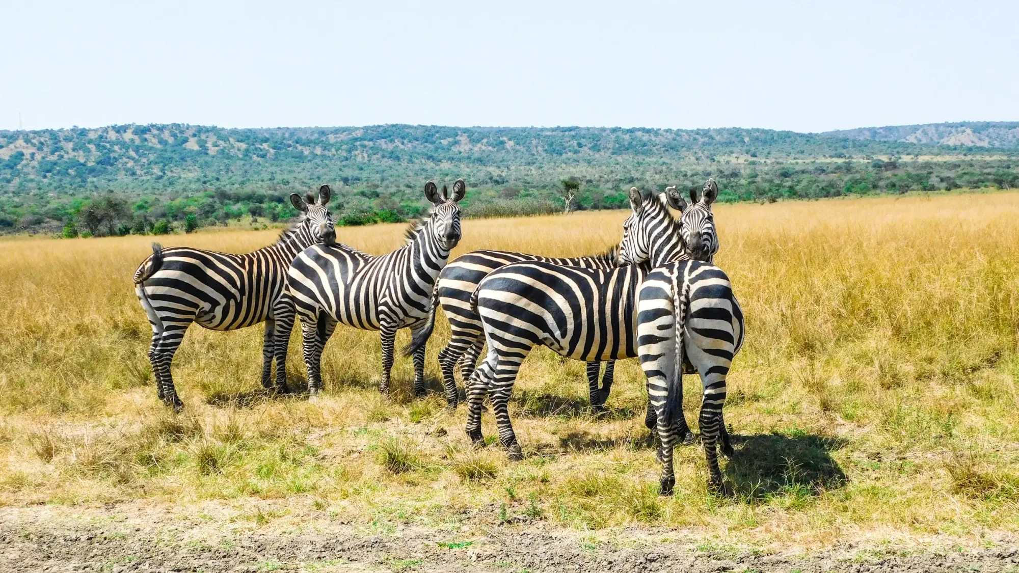 Zebras on the plains of Akagera National Park, Rwanda