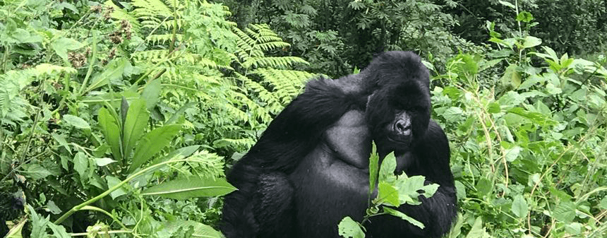 Bwindi National Park