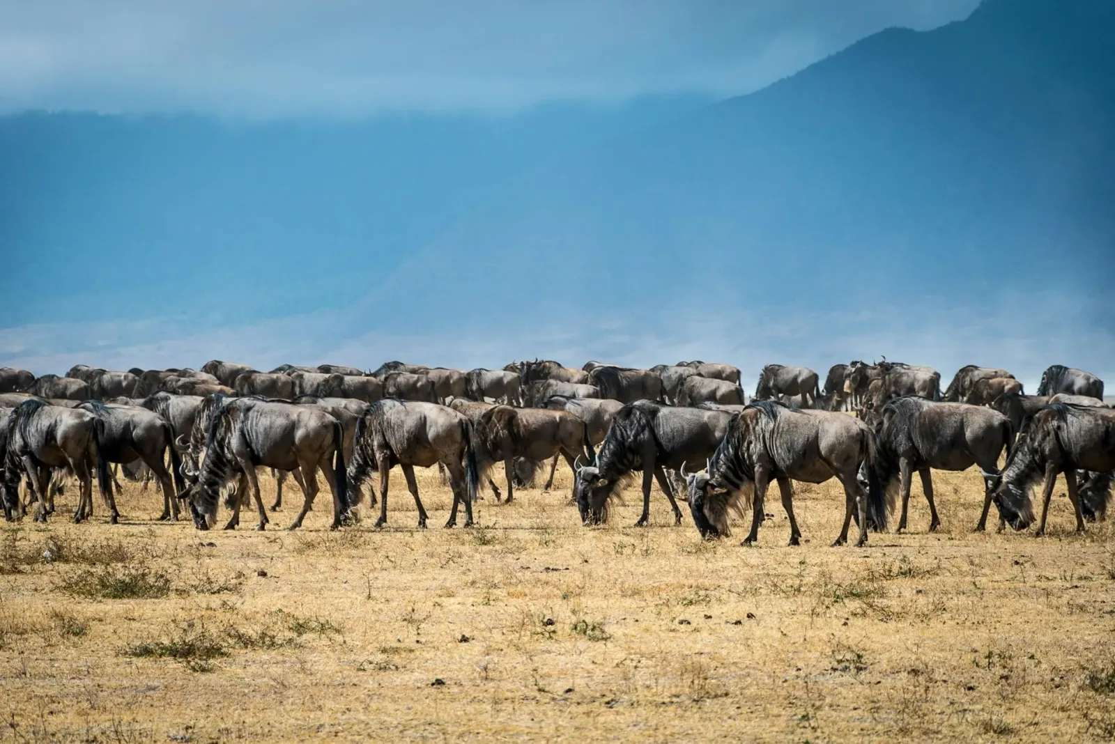 Combined Kenya Tanzania Tours