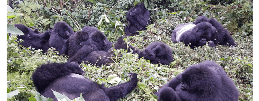 Dangers to the Gorillas