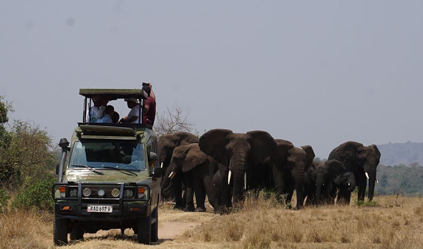 Game Drive at Akagera National Park