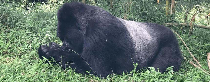 Getting to Virunga National Park