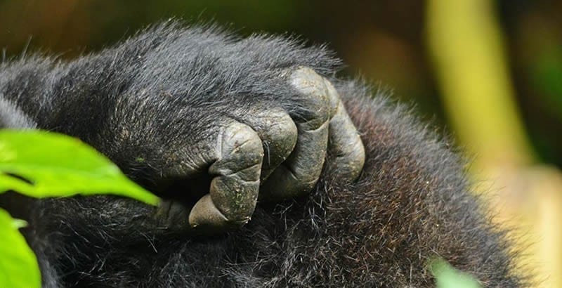 Gorilla Reproduction Cycle and parenting.