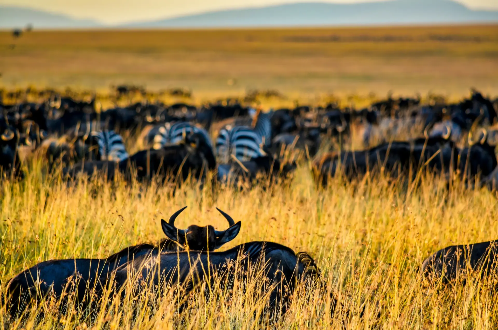 KENYA TOURS