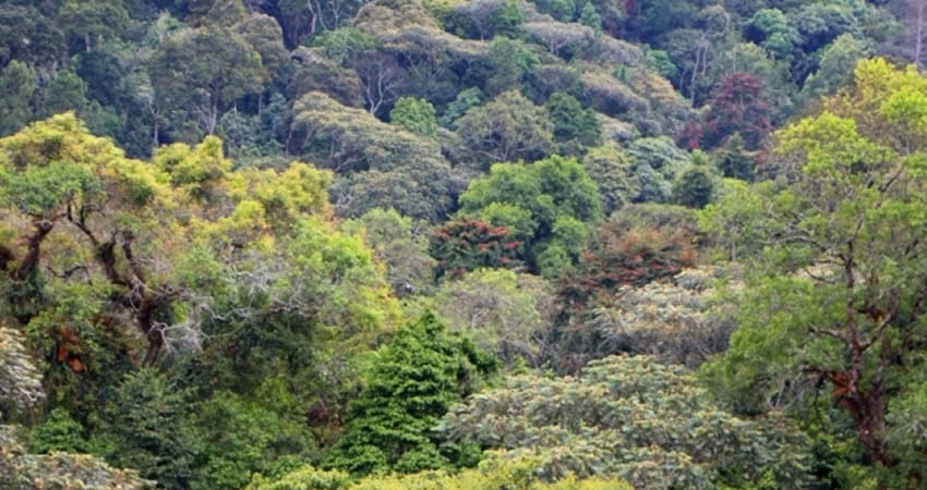 Kibira National Park