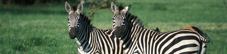 Lake Mburo National Park