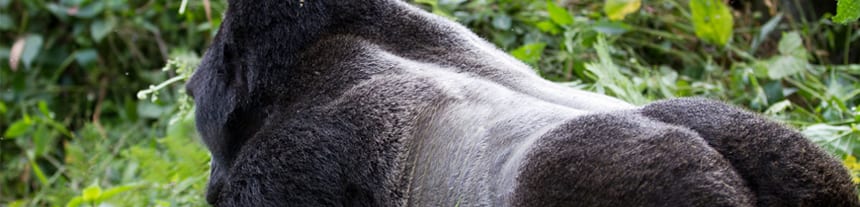 Mgahinga Gorilla National Park