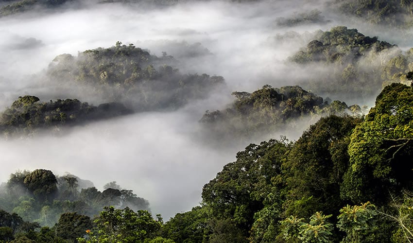 The Ultimate Guide to Visiting Nyungwe National Park