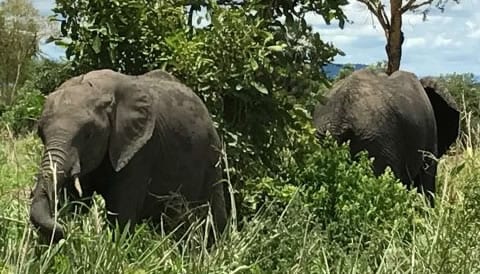 SOUTHERN CIRCUIT SAFARIS