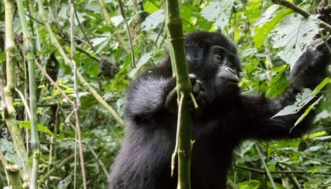 Uganda Primate Safaris
