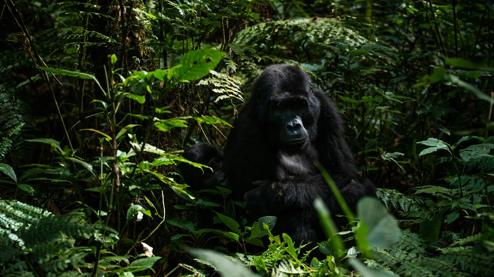 Mountain gorilla in lush rainforest, Volcanoes National Park, Rwanda