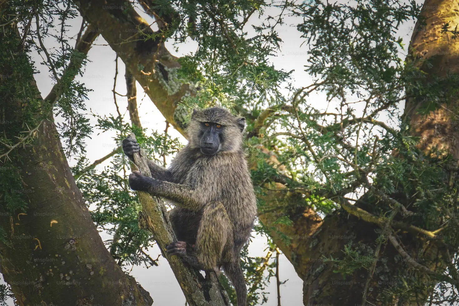 1 Day Mabira Forest Tour