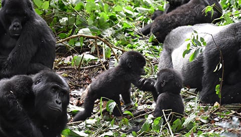 4 Days Double Gorilla Trekking Safari in Uganda