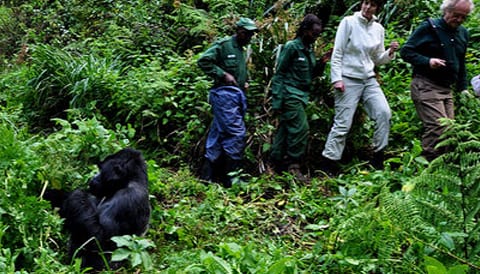 4 Days Gorilla and Chimpanzee in Uganda