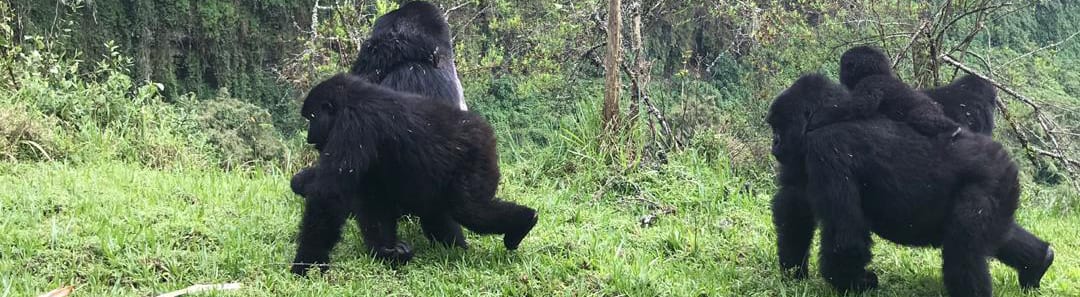 7 Days Epic Primate Trekking Safari Adventure