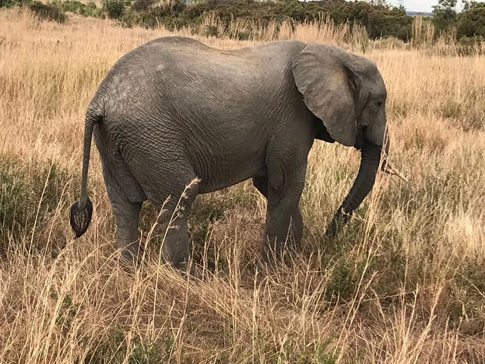 4 Nights 5 Days Kenya Wildlife Safari