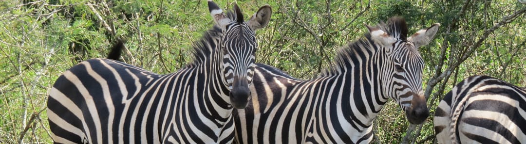 7 Days Rwanda Wildlife Adventure Tour