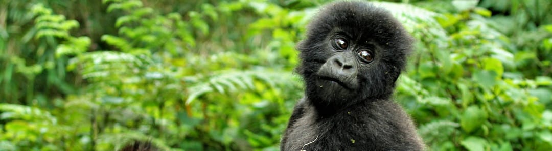 7 Days Double Gorilla Trekking Safari Adventure