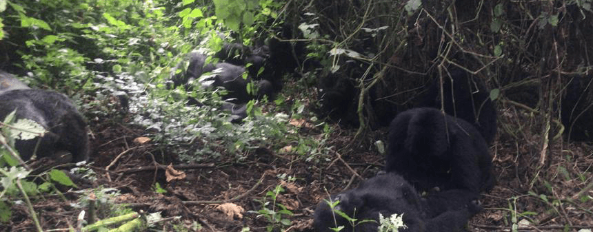8 Days Rwanda and Uganda Gorilla Safari