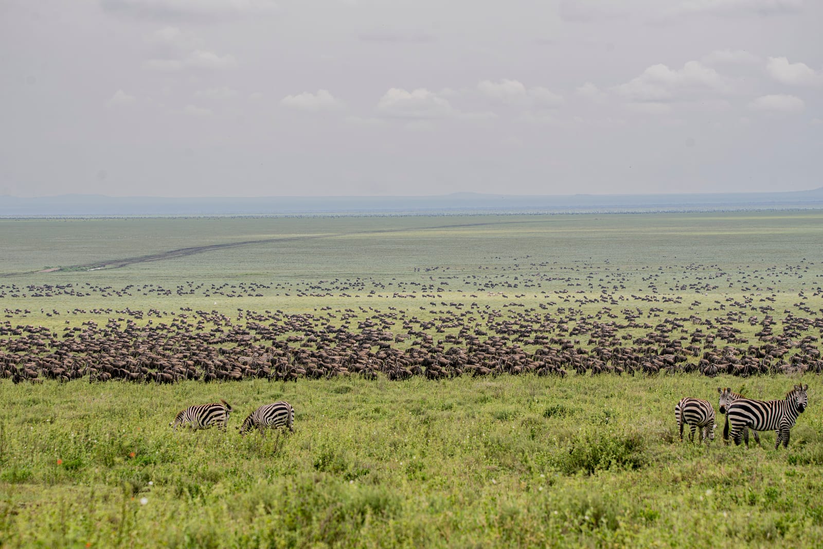 13 Days Kenya Tanzania Wildlife and Culture Immersion