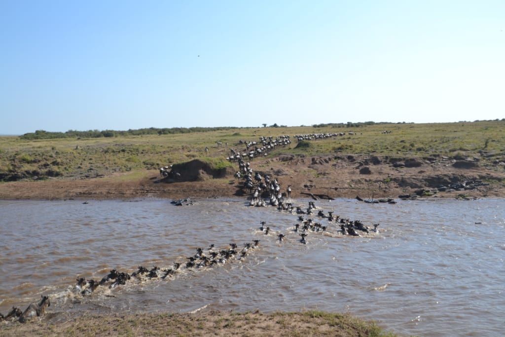 Kenya safari