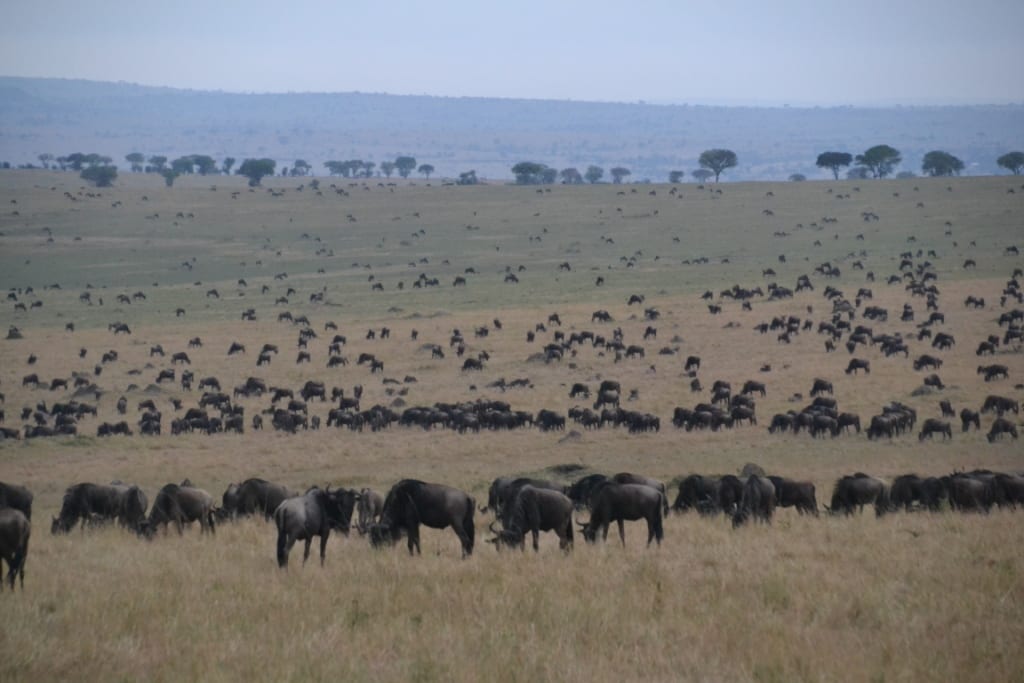 17 Days Kenya Tanzania Migration Safari