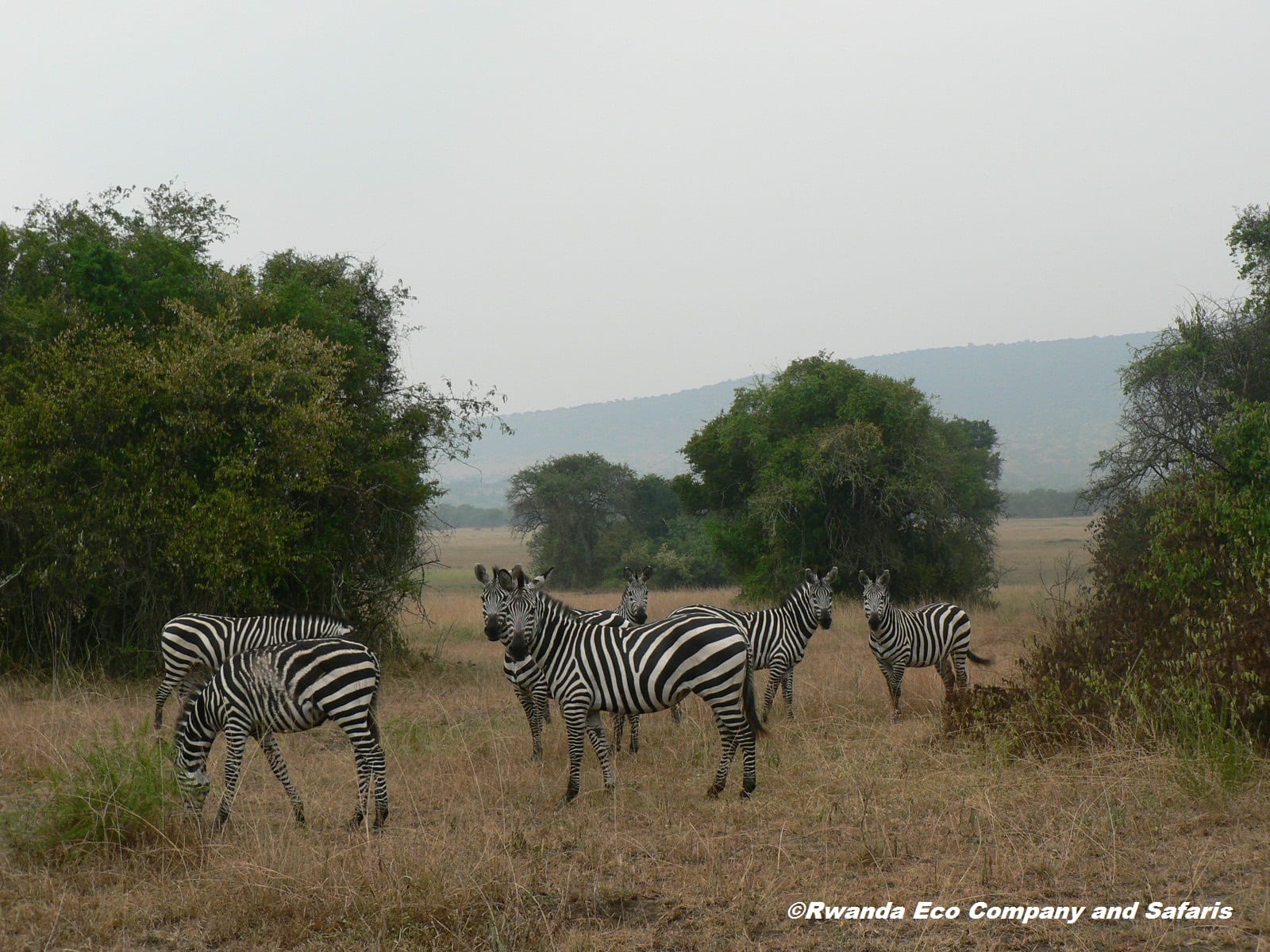 1 Day Lake Mburo National Park Tour