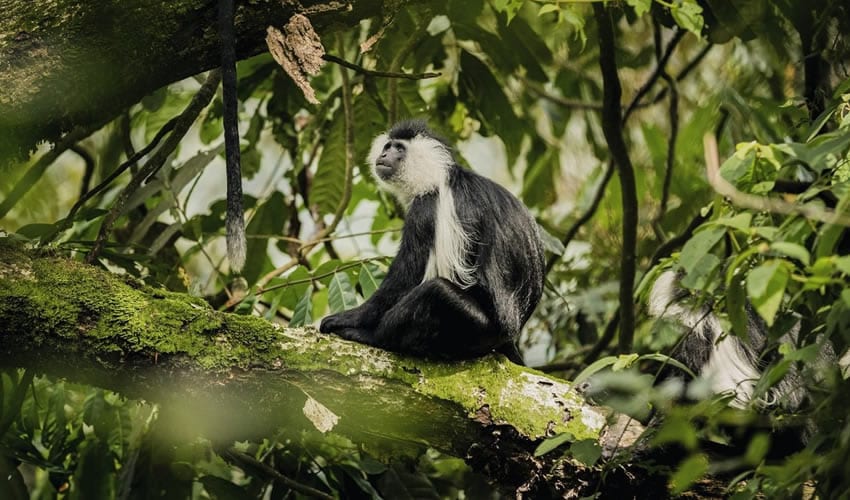 5 Days Nyungwe Forest National Park Safari