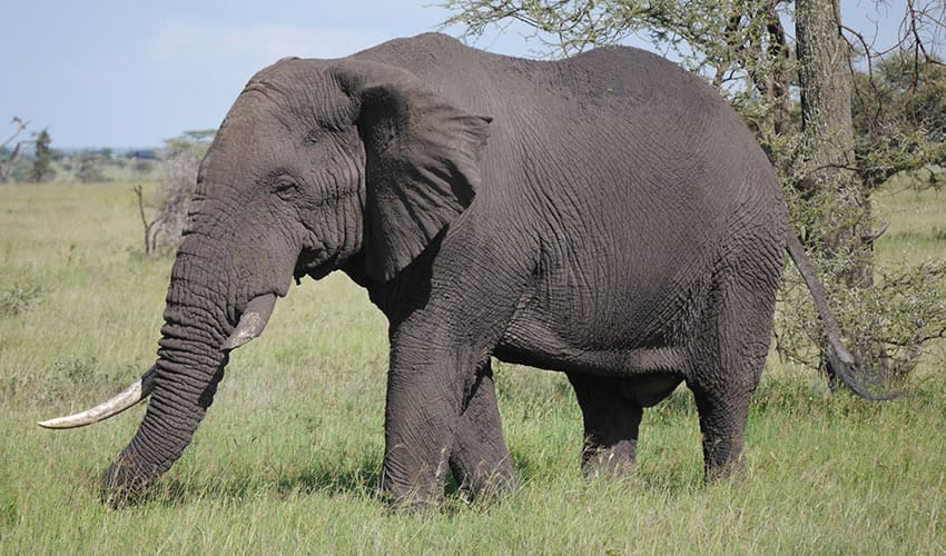 18 Days Epic Uganda Primates & Wildlife Safari Adventure