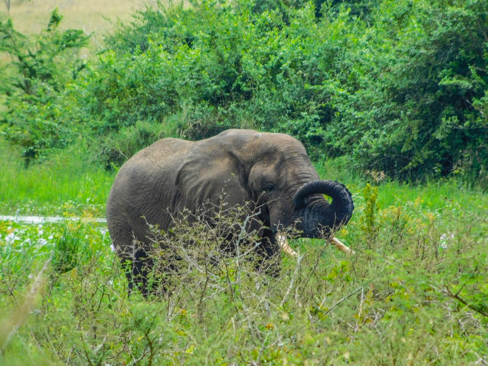 1 Day Akagera National Park Game Drive