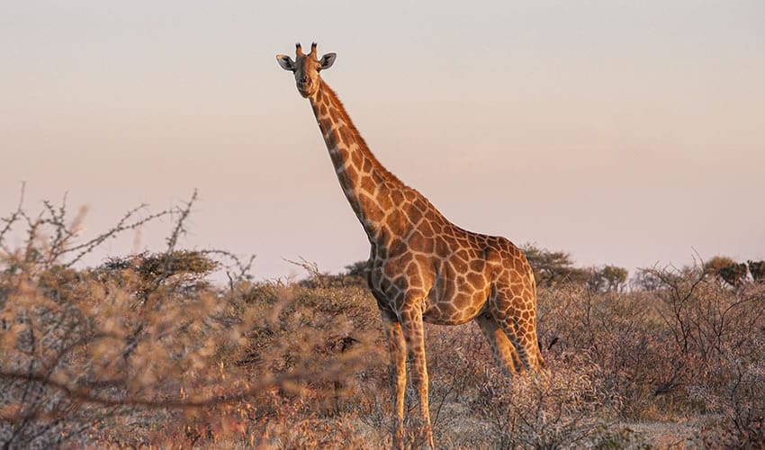 4 Days Murchison Falls Wildlife Safari