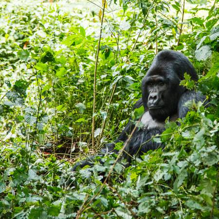 5 Days Queen Elizabeth and Gorilla Trekking Tour