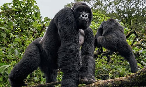 3 Days Uganda Gorilla Trekking Safari