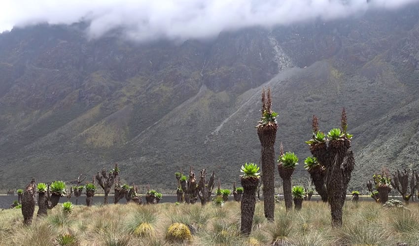 12 Days Rwenzori Mountains Climbing Adventure