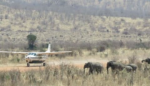 4 Days Fly in Ruaha National Park Safari