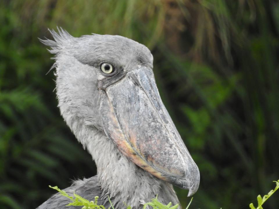 1 Day Bird Watching at Mabamba Wetlands