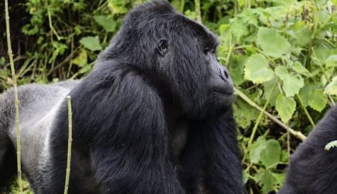 18 Days Rwanda Tanzania Safari