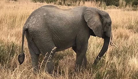 Tanzania safari