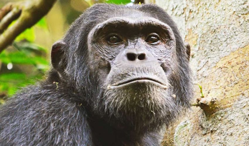 3 Days Uganda Chimpanzee Trekking