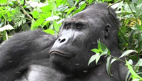 7 Days Epic Rwanda Safari Adventure
