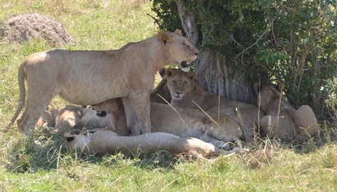 17 Days Uganda Tanzania Safari